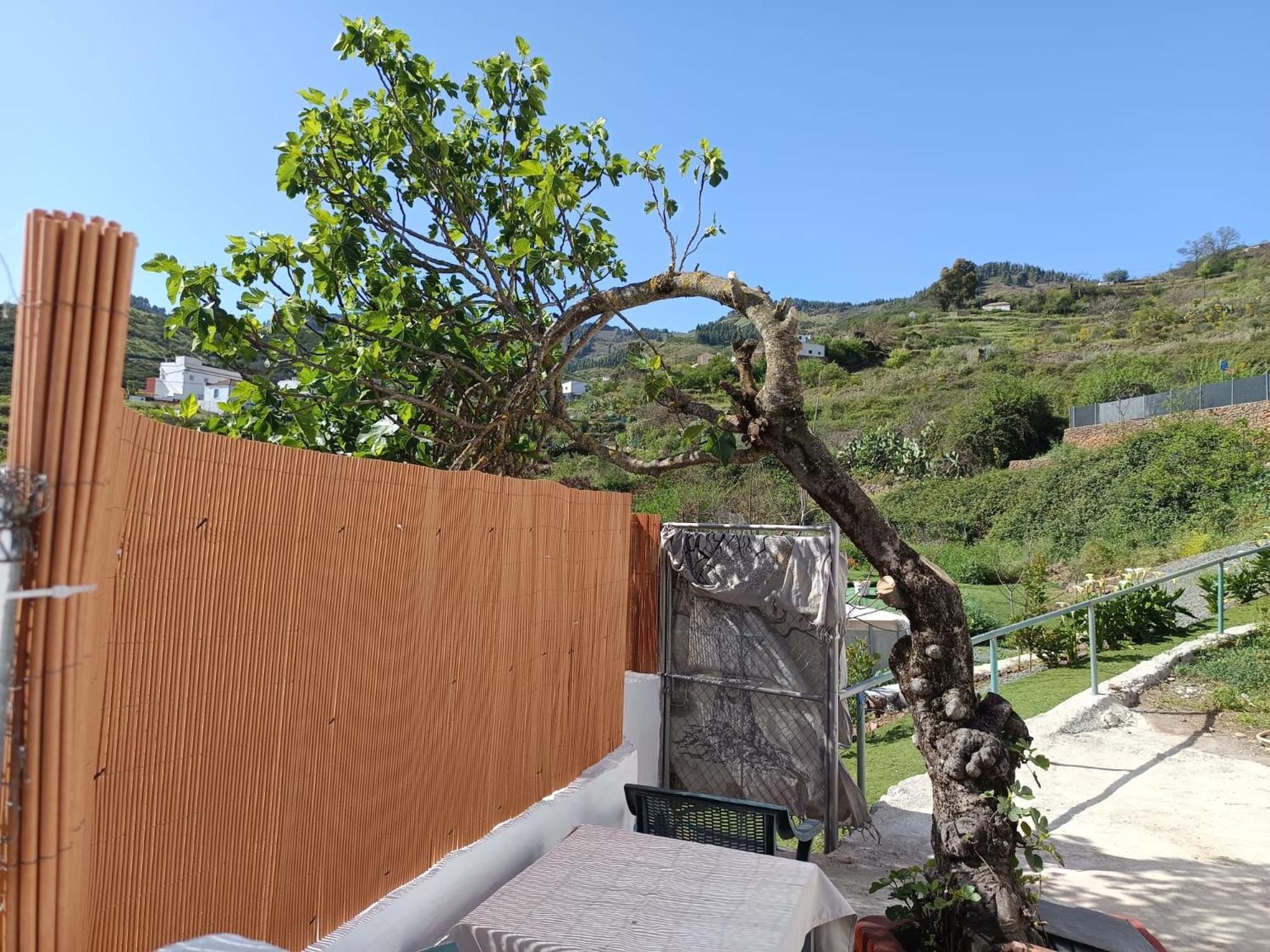 Vv Rural Finca Ecocielo Vega de San Mateo Εξωτερικό φωτογραφία